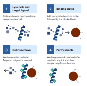 Rapid and convenient preparation of samples using streptavidin magnetic beads
