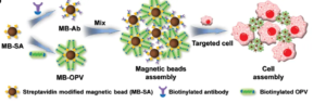 Schematic diagram of cell capture by streptavidin magnetic beads