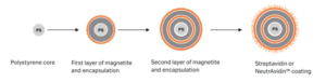 Structure of streptavidin magnetic beads
