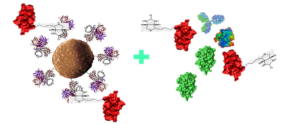 Schematic diagram of target capture by streptavidin magnetic beads