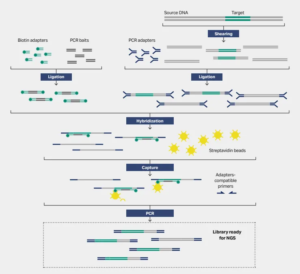Figure3 Hybrid capture steps in NGS
