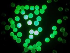 Chemiluminescence magnetic beads Immunomagnetic beads